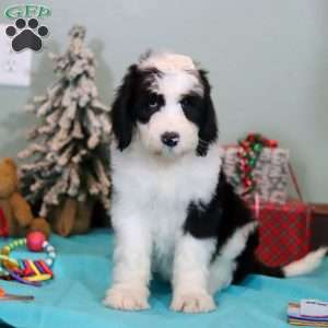 Willa, Sheepadoodle Puppy